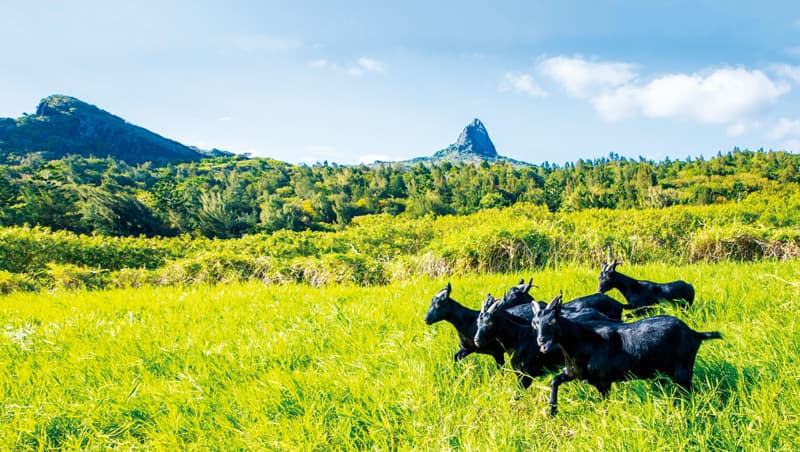 奔馳在屏東大尖山的草原，在台有300年飼養史的台灣黑山羊，將以精品肉之姿重返饕客餐桌。