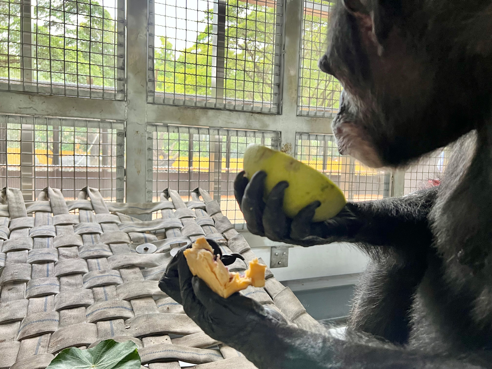 黑猩猩「美珍」享用中秋大餐。（圖片來源／高雄市政府新聞局）