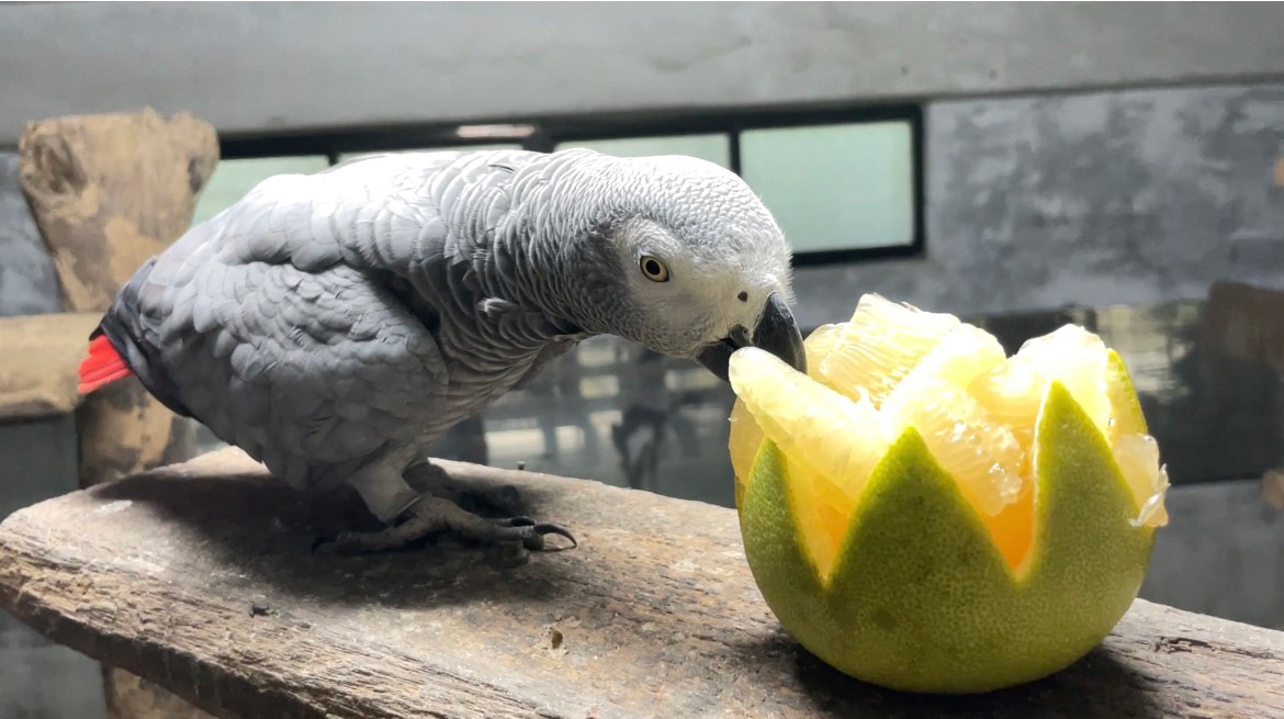 灰鸚鵡「小灰」吃柚子（圖片來源／高雄市政府觀光局）