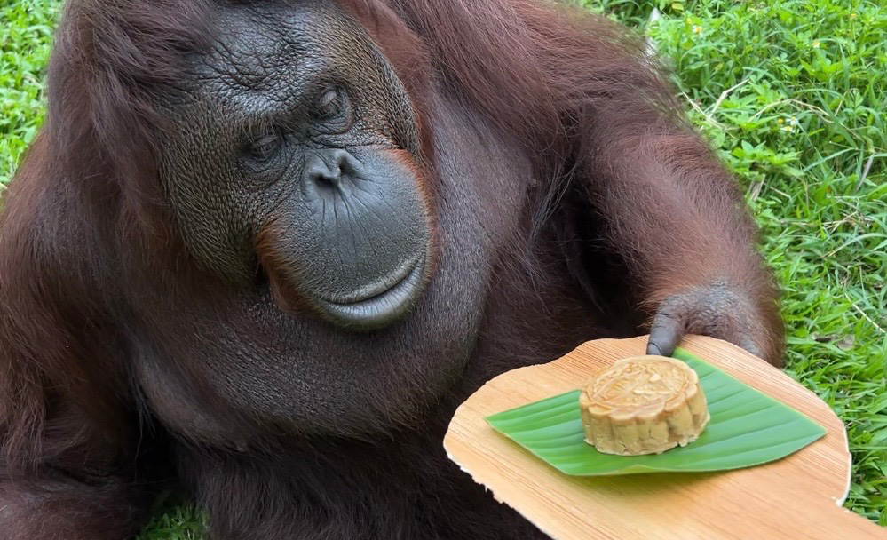 紅毛猩猩「咪咪」手握樹葉餐盤並端詳內餡為栗子和地瓜的月餅。（圖片來源／高雄市政府新聞局）