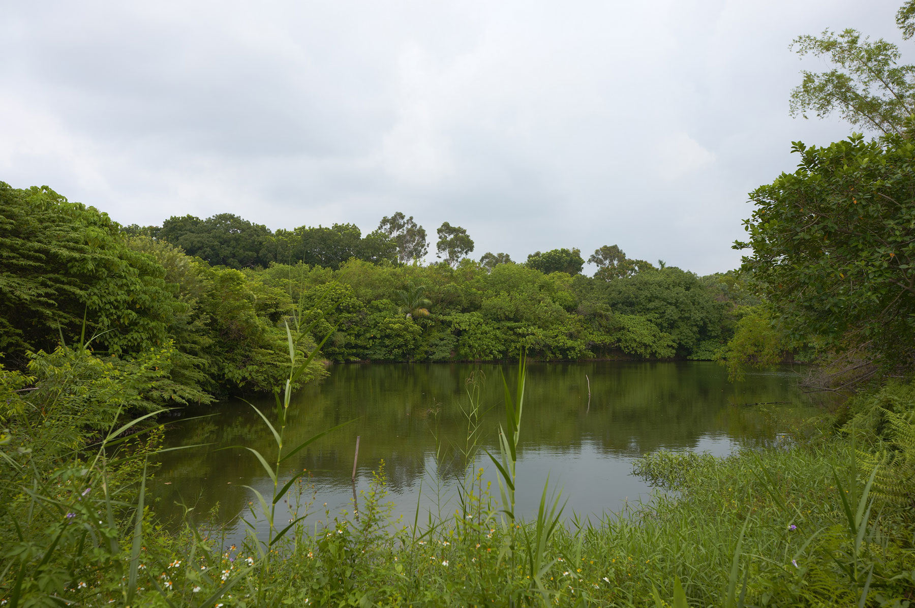 鳥松濕地環境靜謐，是高雄鬧區裡的一塊綠洲。（圖片來源／高雄市觀光局）