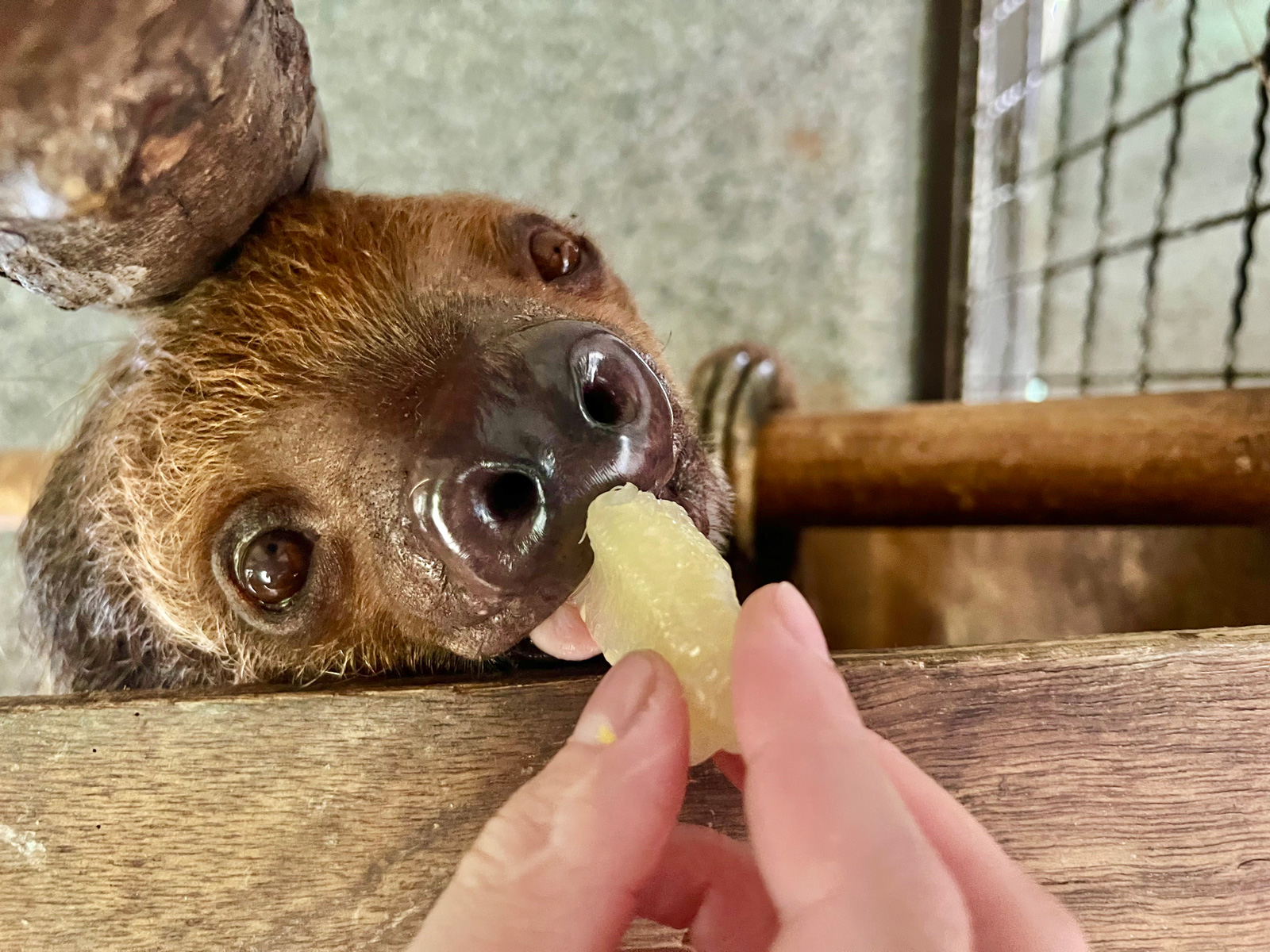保育員餵柚子給二趾樹懶食用（圖片來源／高雄市政府觀光局）