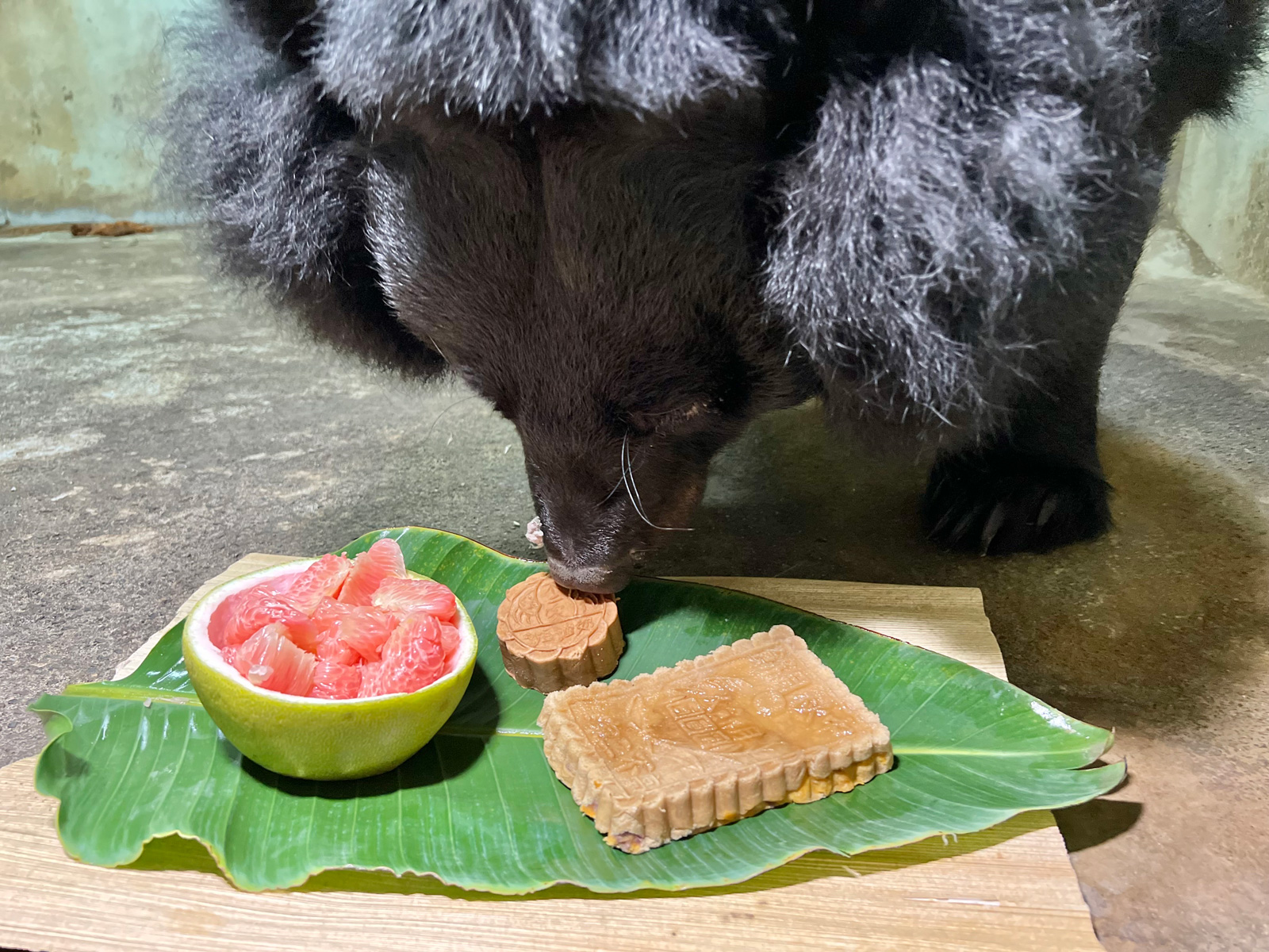 台灣黑熊「瑪莉」品嚐園方特製月餅及紅柚（圖片來源／高雄市政府）