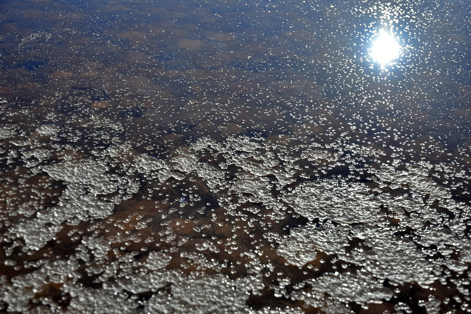 漂浮在鹵水池面的藻鹽花結晶，美如雪花。（攝影／游惠玲）