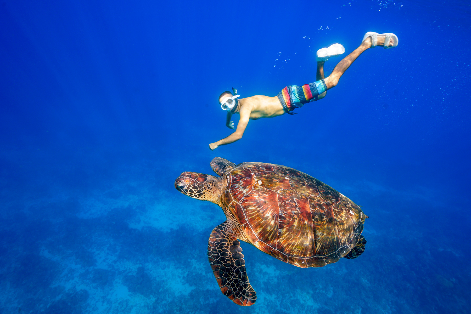 在小琉球，他和海龜共游，也參與淨灘活動，親見海龜受海漂塑膠垃圾所苦。（圖片來源：李小飛提供）
