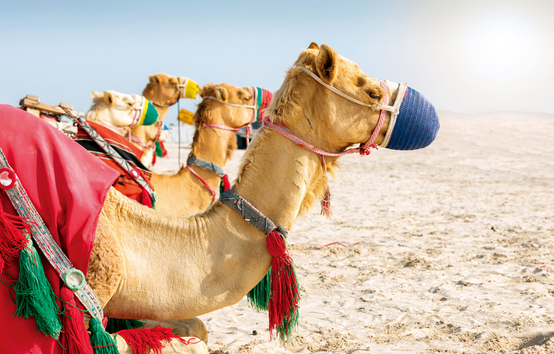 騎乘駱駝體驗，可從不一樣的視角眺望沙漠。（圖片來源／Shutterstock）