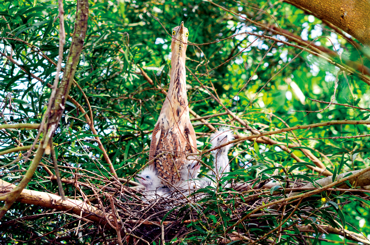 鳥來築巢、猴子來爬，都不稀奇。（圖片來源／吳宗憲）