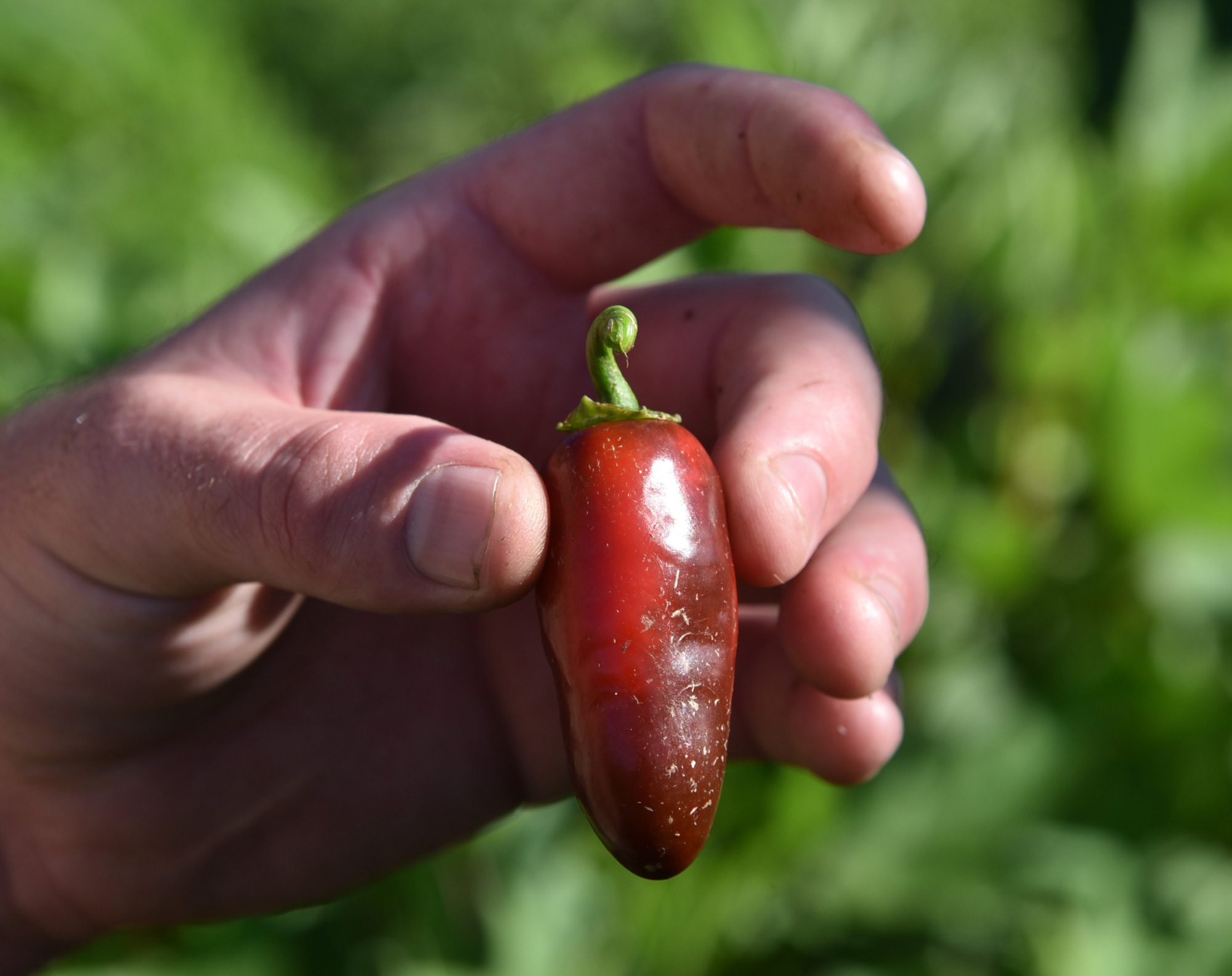 園內種了各種辛香料，光是辣椒就有好幾10種。（攝影：李俊賢）