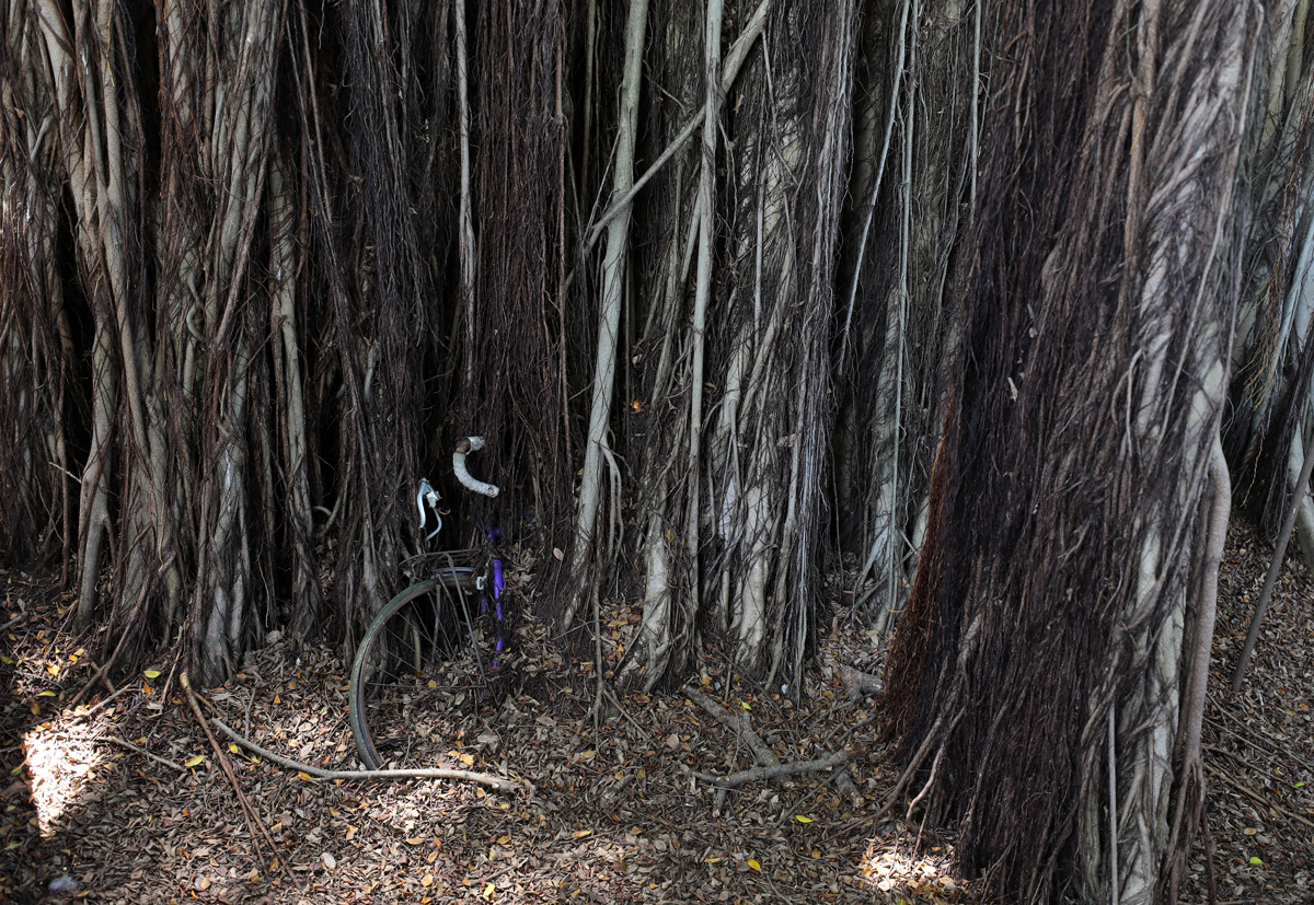 百年榕樹下，被氣根逐漸捲入的腳踏車。（攝影：楊文財）