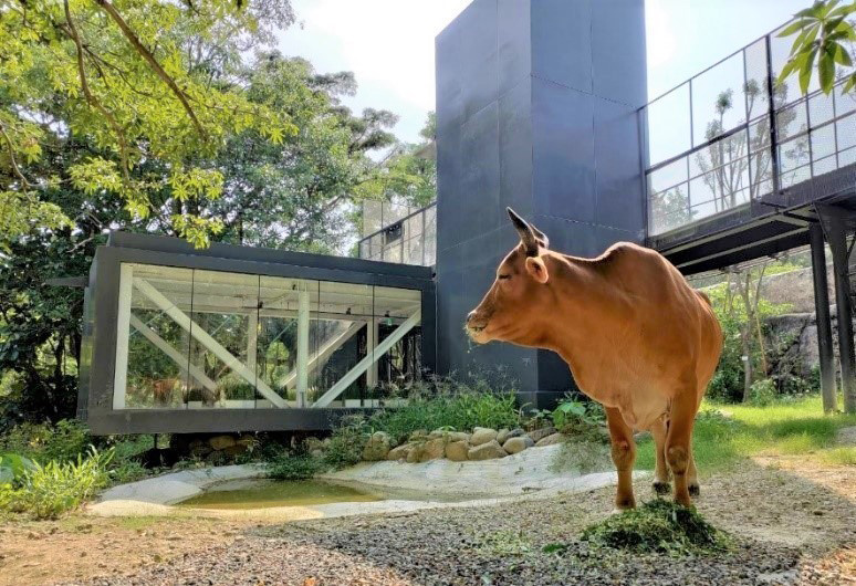 台灣黃牛「樂樂」回望觀察廊。（圖片來源／高雄市觀光局）