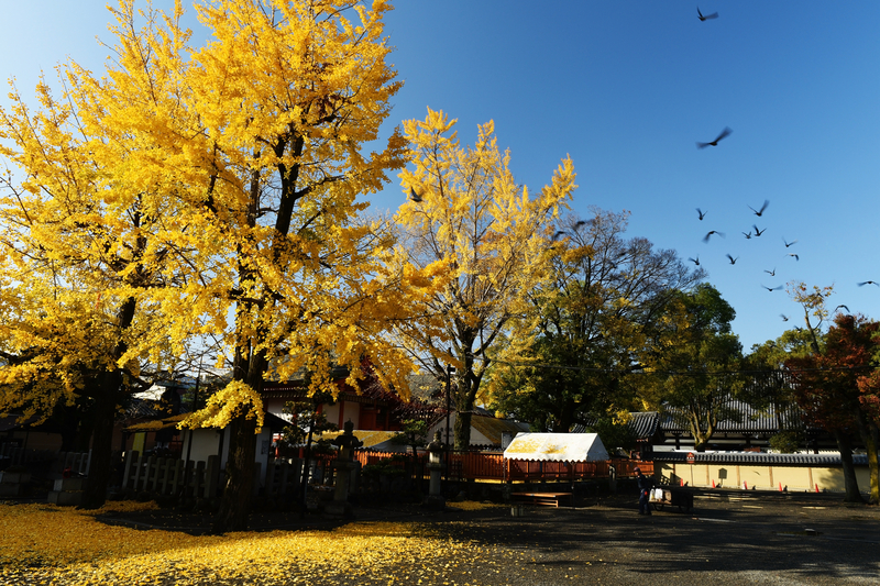 日本京都東寺的銀杏美景。（圖片來源／dreamstime）