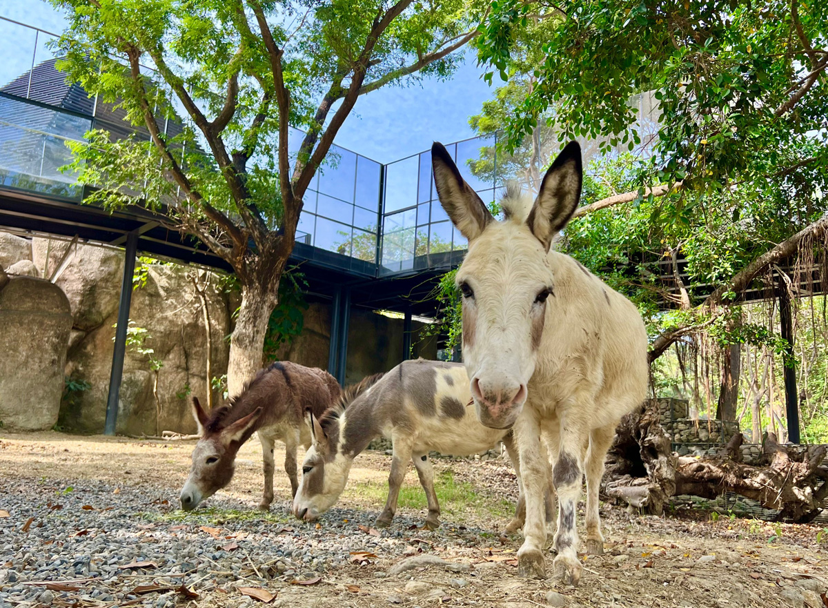 羊駝在與迷你馬、迷你驢、黃牛混養的友善動物區適應良好。（圖片來源／高雄市觀光局）