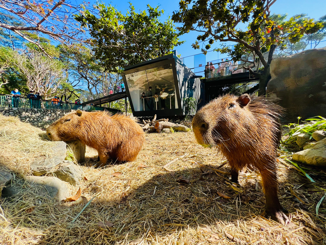 三種視角看水豚君、羊駝沐浴，壽山動物園打破圍籬規則、放動物自由