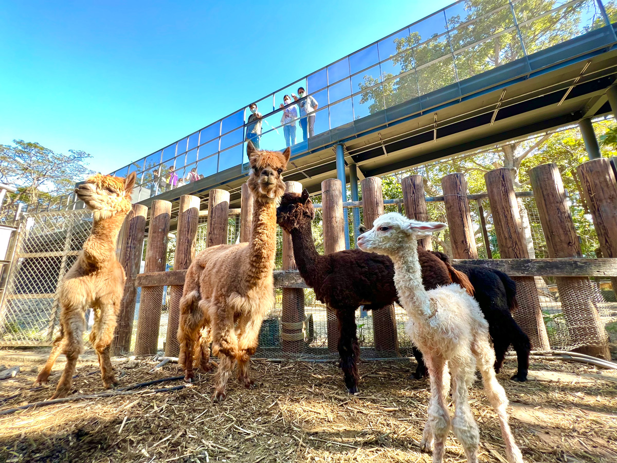 動物為本　在新園區的動物是自由放養的，遊客可利用空橋不同高度從平面逐步往上至4.5公尺的高度觀賞動物。（圖片來源／高雄市觀光局）