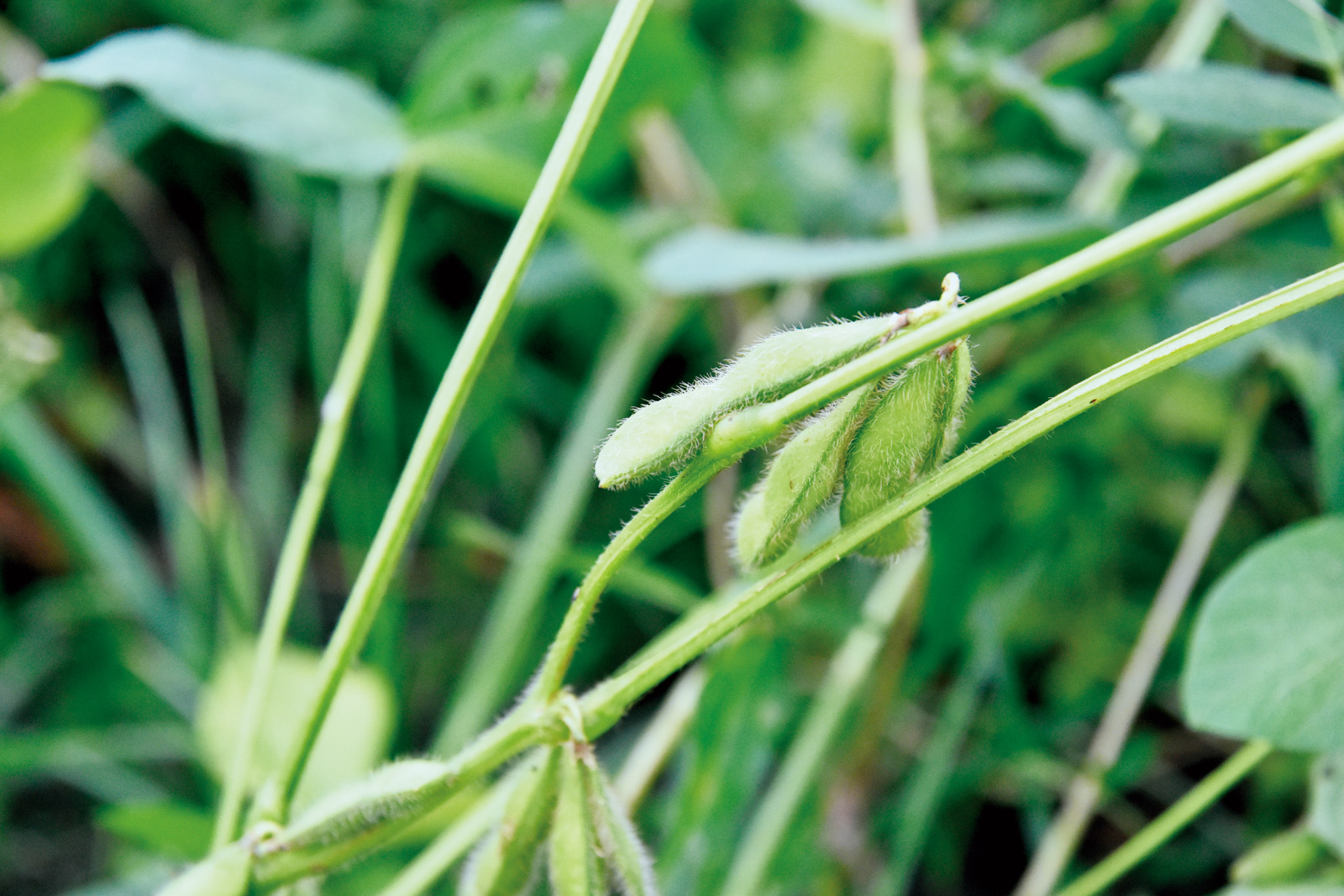 簡志斌對大豆的品質要求高，堅持以無毒農法栽培。（攝影／李俊賢）