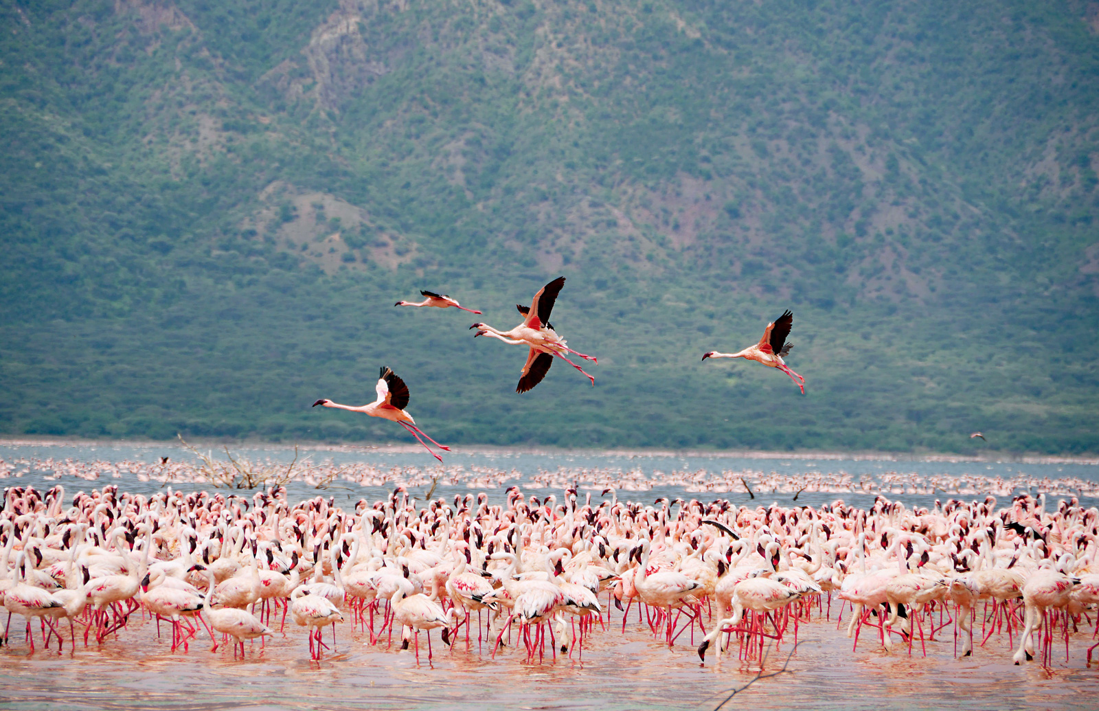 林貞玫和林吳錦雀母女幸運地遇見在肯亞多年未出現的紅鶴群。（圖片來源：林貞玫提供）