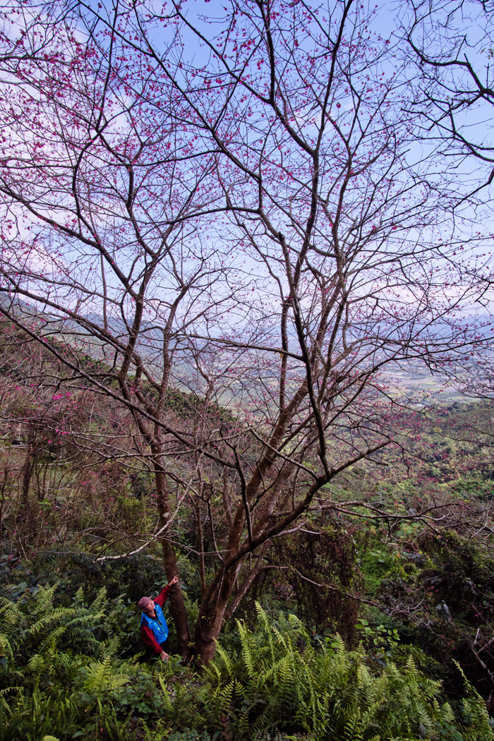 生長在壽豐鄉中央山脈的櫻花王，樹幹粗壯，幾乎要兩個大人才能環抱。（攝影／高大鈞）