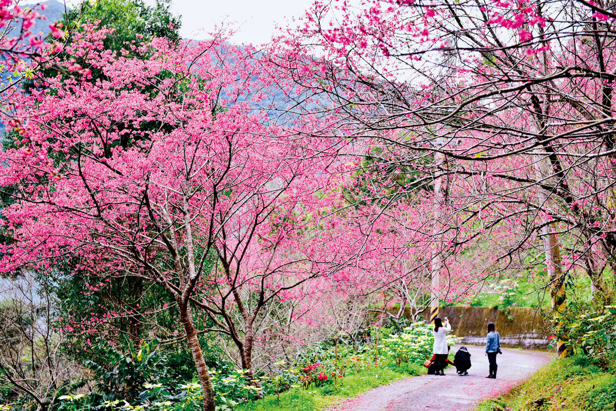 2月底走進玉山神學院的櫻花廊道，飄落的盡是漫天櫻花雨。（圖片來源／吳豐旭）