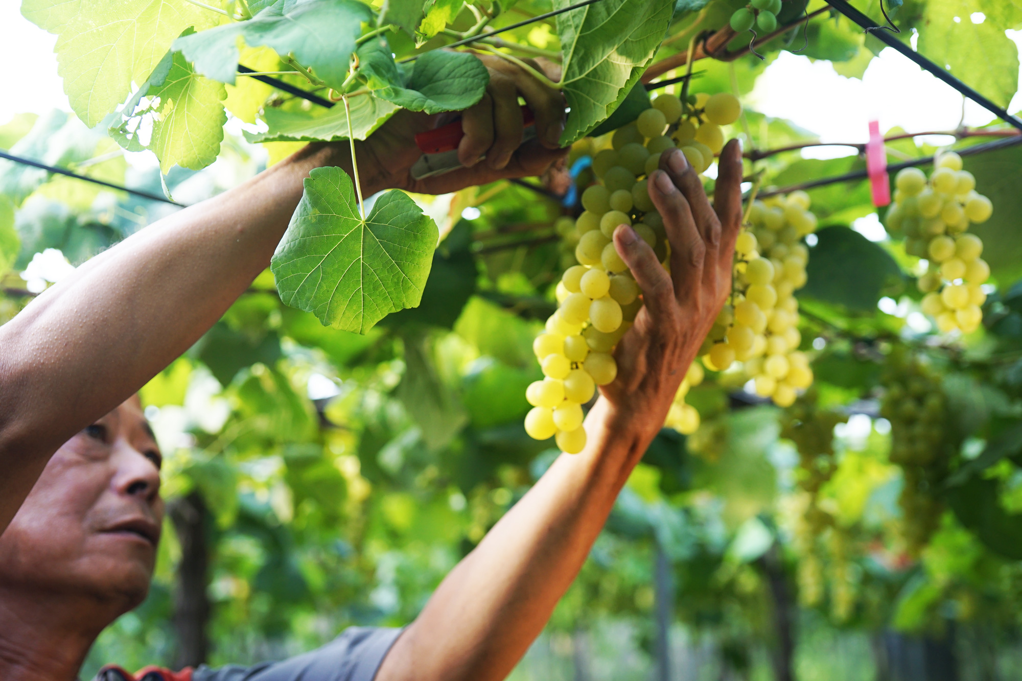「木杉」，原名「台中三號」，為台中農改場培育出的釀酒品種，葡萄裡蘊含獨特在地水果香。（圖片來源／林裕森）