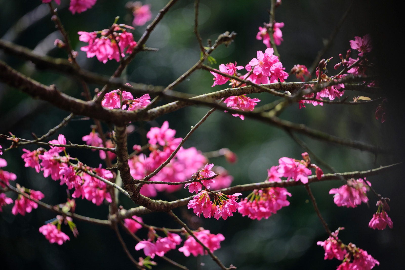 最先盛開的台灣山櫻，色澤嫣紅。（攝影／高大鈞）