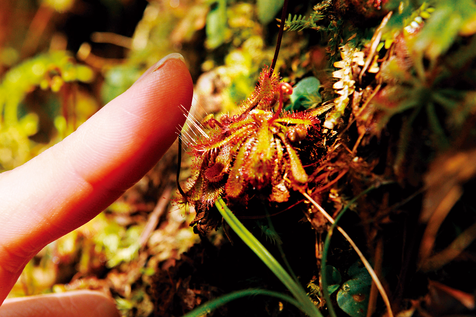小毛氈苔利用葉表面的腺毛食蟲，獲取缺少的氮。（攝影／程思迪）