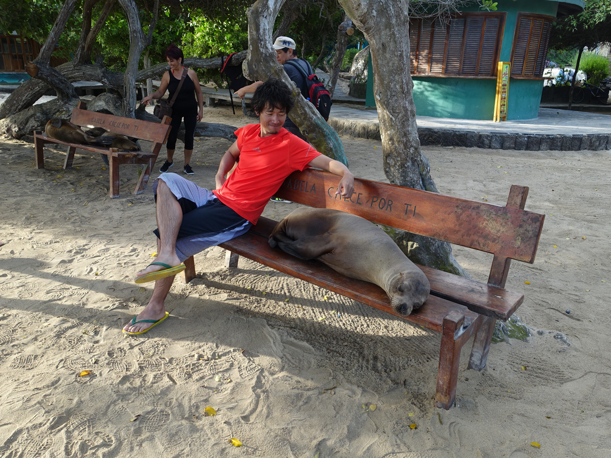 加拉巴哥群島的海獅就像友善的狗，充滿好奇，還會在公園與你搶椅子。（圖片來源／方俊強）