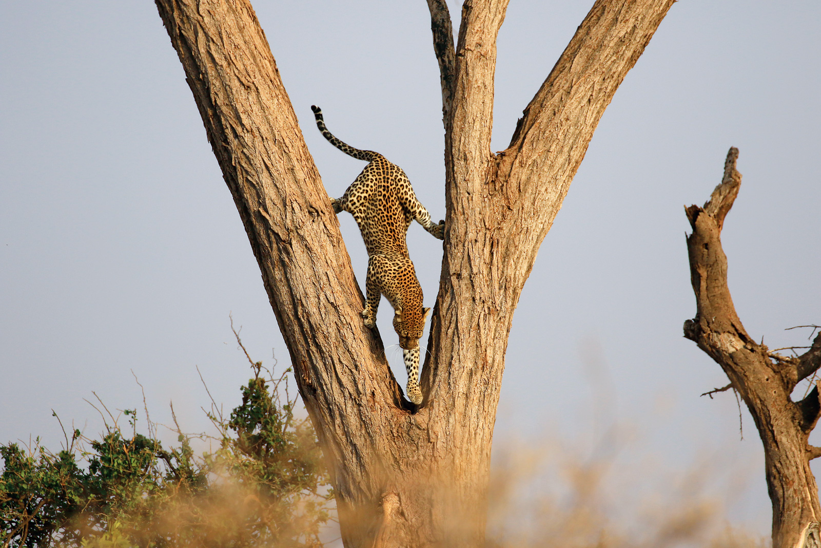 花豹在肯亞不易見到，「大」字型下樹的英姿，連常年帶團肯亞的鄭有利都感到驚奇。（圖片來源：林貞玫提供）