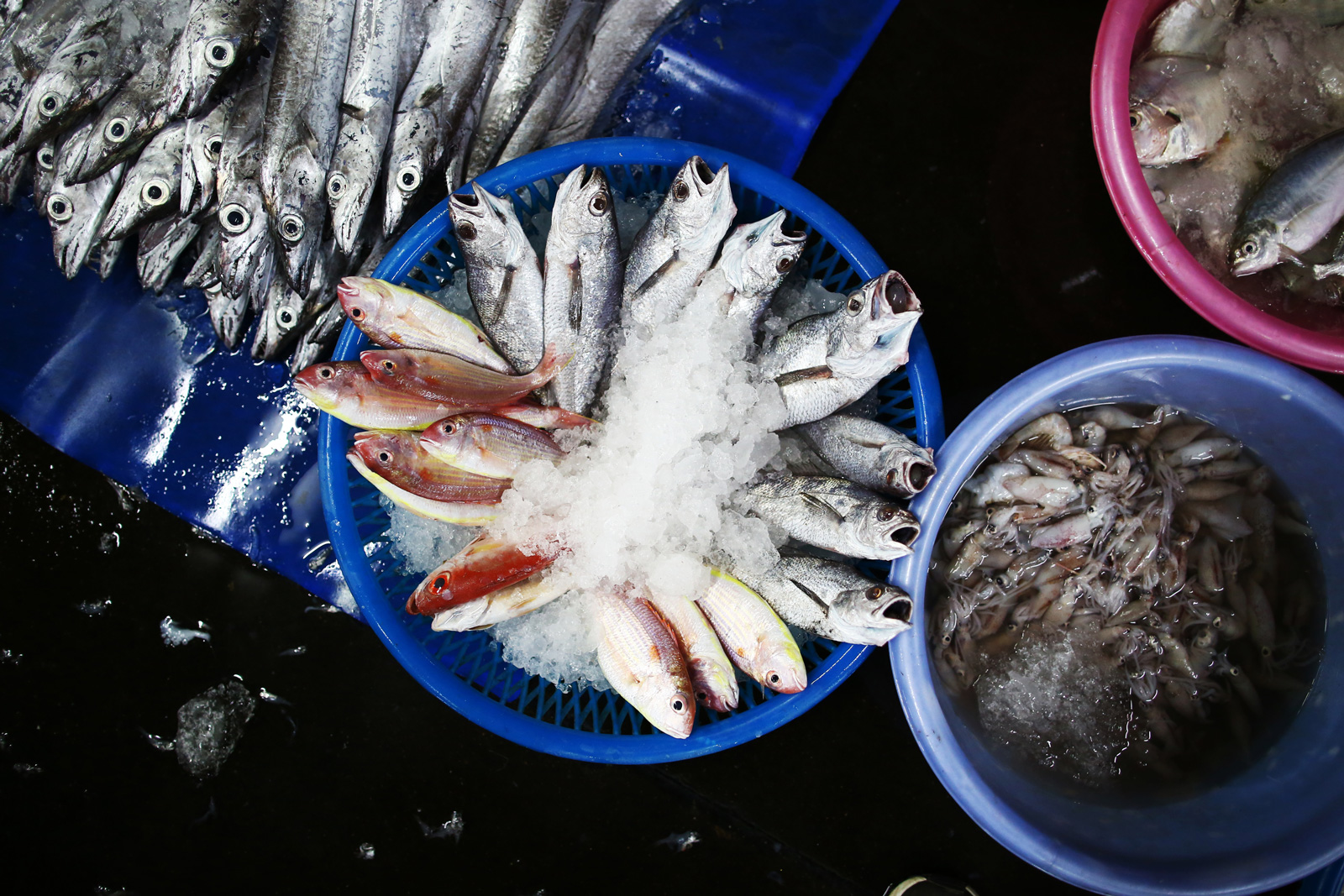 東港魚市的漁獲八成外銷日本、歐美等地，是台灣漁獲外銷最大的魚市之一。（攝影／林韋言）