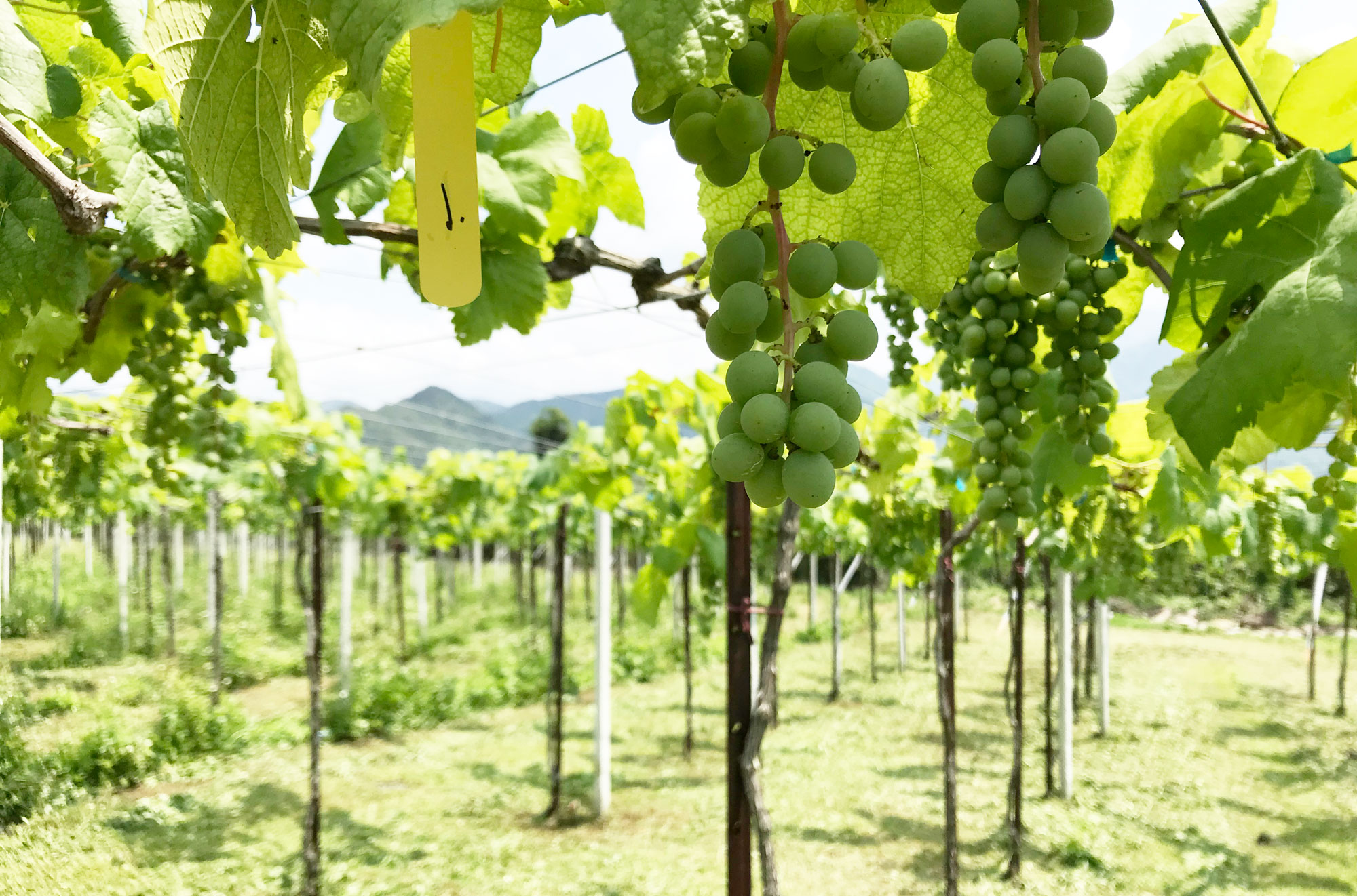 本土釀酒葡萄品種「木杉」，全台唯有威石東種植。（圖片來源／威石東酒莊）