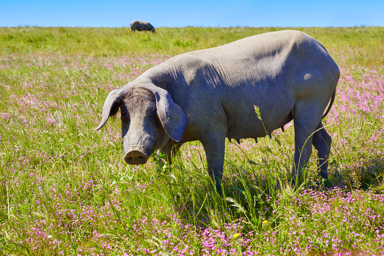 Dehesa（橡木林農場）是西班牙相當特別的生態環境，伊比利豬通常就是在這樣的地方放山增肥。（圖片來源／dreamstime）