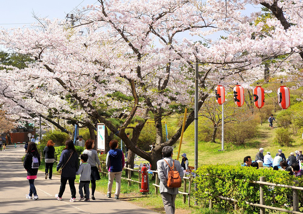 能代公園能看到能代工業校區，這裡也是秋田縣著名的賞櫻勝地。（圖片來源／秋田白神觀光）