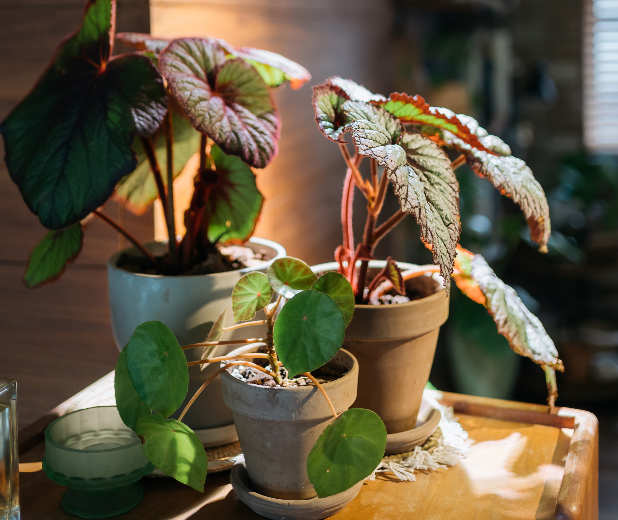 台灣原生植物水鴨腳秋海棠，適合本地氣候，耐陰、較少有蟲害，具觀賞價值。（攝影／陳鴻文）