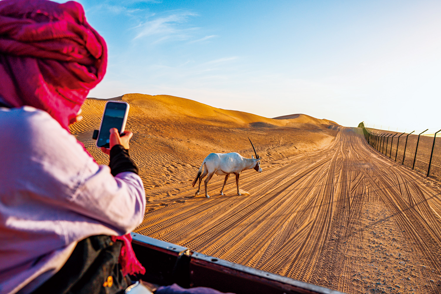 在杜拜沙漠中，可以近距離看到阿拉伯瞪羚。（攝影／陳耀恩Ean Chen）