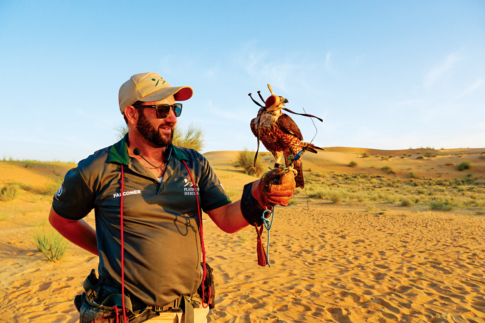 沙漠獵鷹秀可以近距離欣賞獵鷹捕食的英姿。（攝影／楊絲貽）