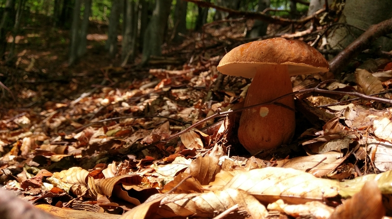 在森林裡仔細嗅聞，就能發現氣味裡伴隨著新鮮白松露和牛肝菌菇的微微芬芳。（圖片來源／dreamstime）