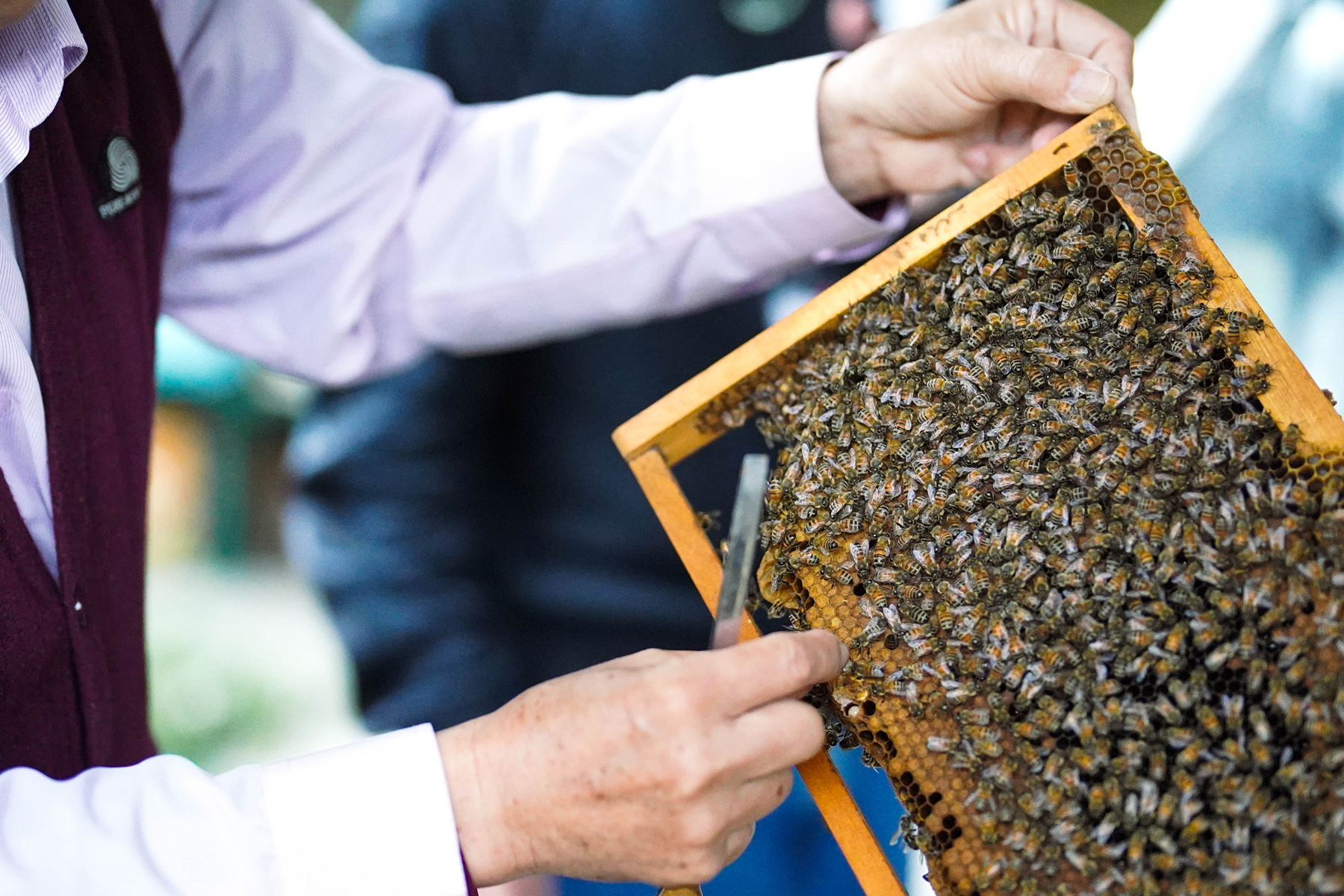 遠雄悅來4月至6月的「花式春遊住房專案」還可以搭配蜜蜂生態導覽體驗。（圖片來源／遠雄悅來）