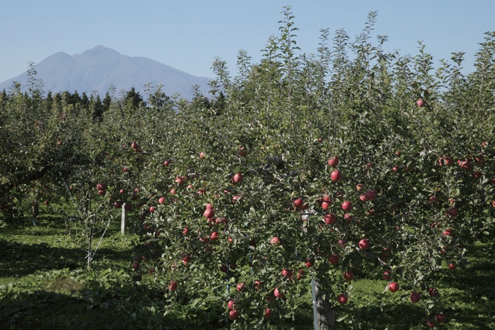 自行採收蘋果，每公斤360日幣。©青森縣觀光國際交流機構（圖片來源／奇光出版）