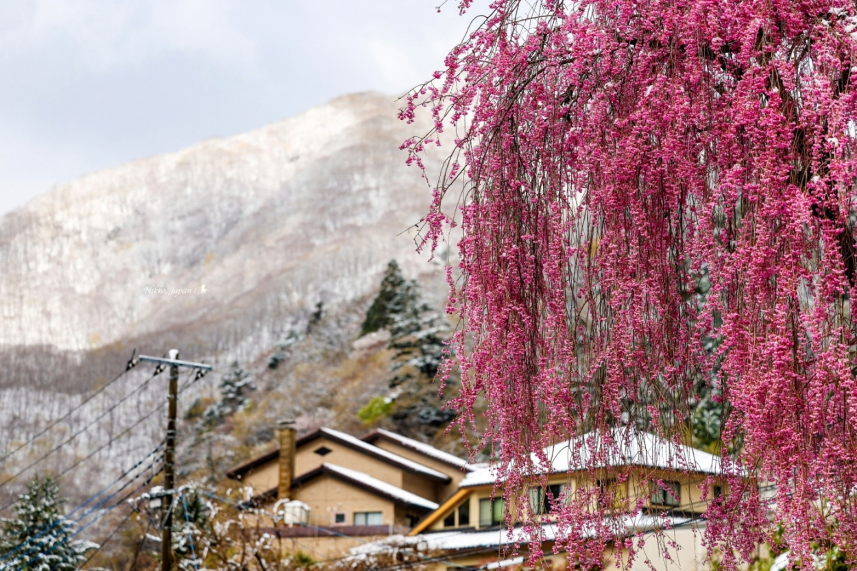  飯店門口的枝垂櫻與被白雪覆蓋的遠山，美不勝收。（攝影／陳耀恩）