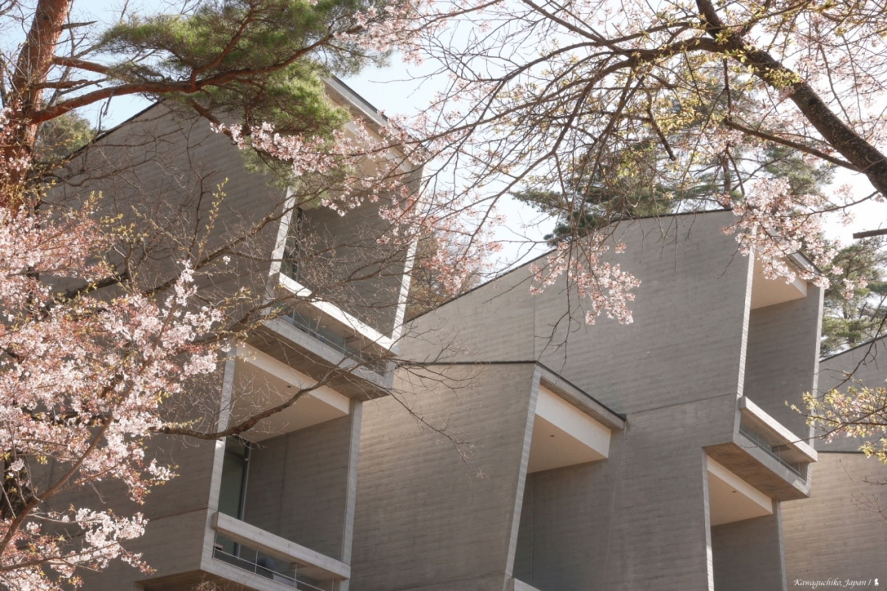 虹夕諾雅富士只有40間客房，每間都配有大露台，旁邊還有盛放的櫻花。（攝影：陳耀恩）