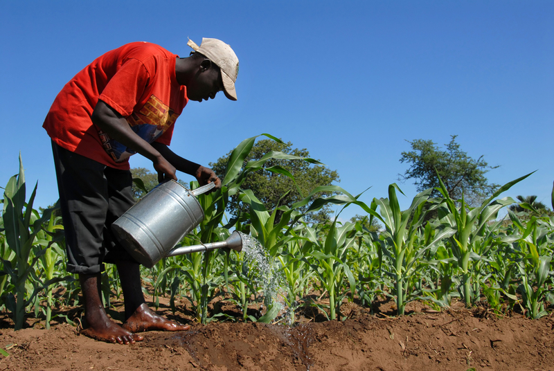 一位馬拉威農民在他的甘蔗田裡澆水。這是馬拉威的核心產業，大多人種植甘蔗維生。（圖片來源／dreamstime）