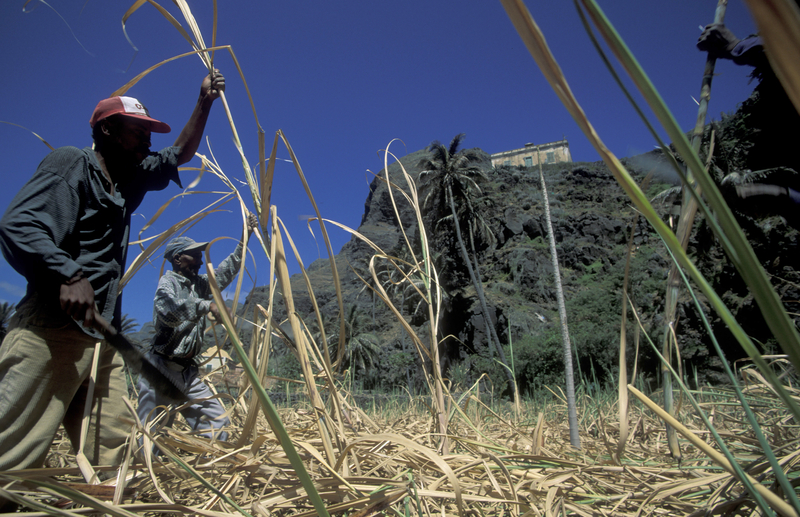 在非洲維德角群島甘蔗種植園工作的一群農民。（圖片來源／dreamstime）