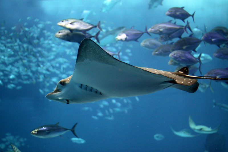 魟魚和魚群在海面下悠遊。(圖片來源:Dreamstime/典匠影像)