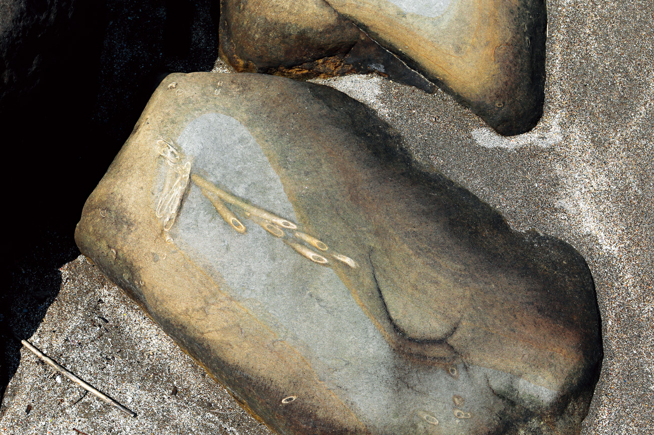 白色管狀生痕化石，洩漏古代生物的移動軌跡。（攝影：楊文財）