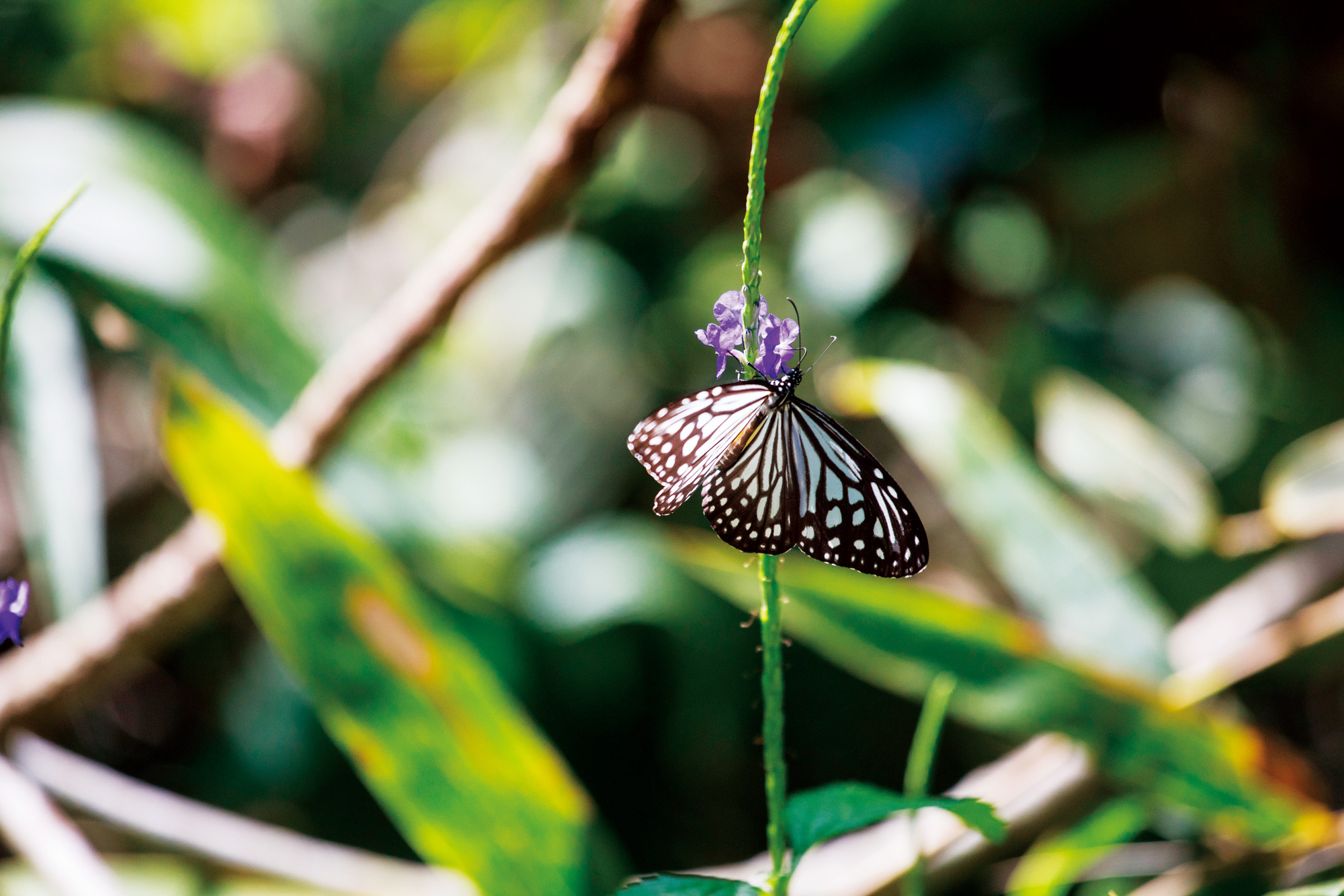 姬小紋青斑蝶翅膀底色為黑褐色，散布灰青色斑，前翅基部前緣有細長的淺藍綠色帶狀斑紋。（攝影：陳宗怡）