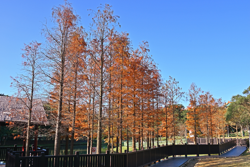 故宮旁的原住民文化主題公園的滿園落羽松，秋冬時分極美。（圖片來源：Dreamstime／典匠影像）