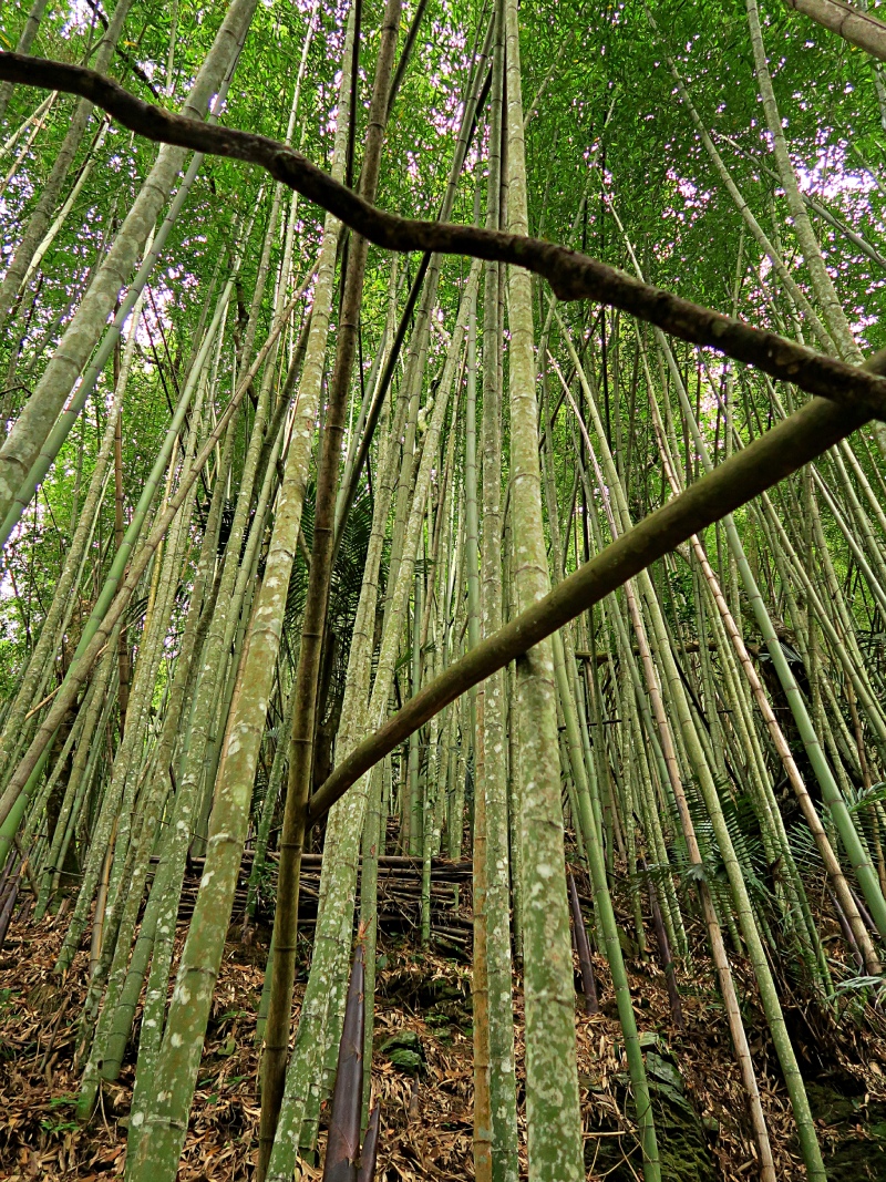 轎篙筍的竹身粗壯修長，過去人們會拿來做成轎子或竹篙，故如此命名。