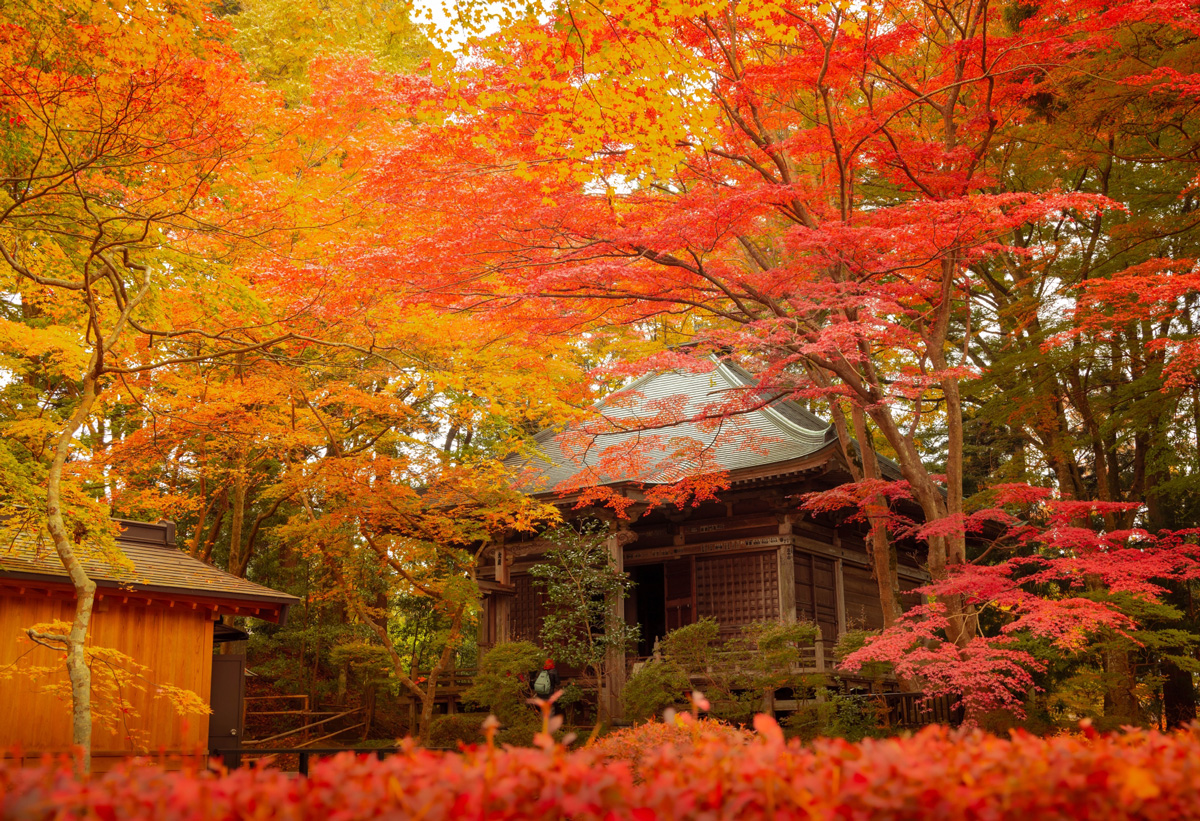 岩手縣世界遺產「中尊寺」境內的楓樹在10月下旬至11月上旬進入最佳觀賞期，從入口延伸至參道及本堂皆有楓紅圍繞。（圖片來源：JR東日本提供）