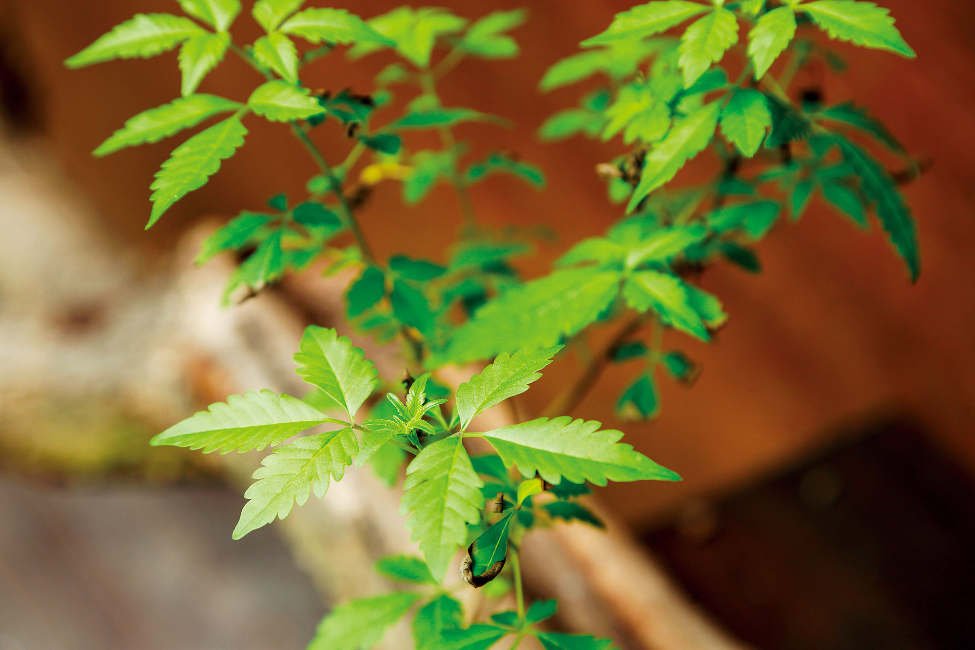 俗稱為埔姜，為株高2到5尺的落葉灌木，雖然長不大，卻因耐乾旱、耐瘠薄和寒冷，生命力頑強，在野外常自生成林，同時也是良好的水土保持植物，加上全株充滿特異香氣，過去常被用來做為薪炭，也是防蚊的燃料。（攝影：王士豪）