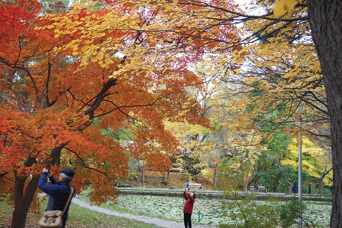 秋季裡中央食堂附近的「大野池」，池畔周圍圈上一層層紅橙黃綠的鮮豔色彩，範圍雖然不大但也引來許多人佇足欣賞。（圖片來源：創意市集）