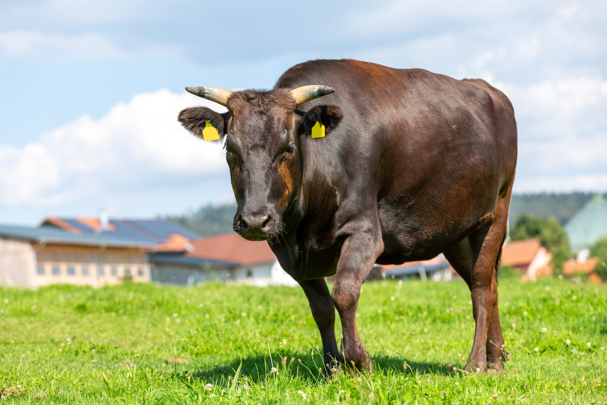 日本和牛源自明治維新時與外來種的繁殖後代中脫穎而出的優秀品種，1997年被列為活國寶並禁止「基因」出口。（圖片來源：Dreamstime／典匠影像）